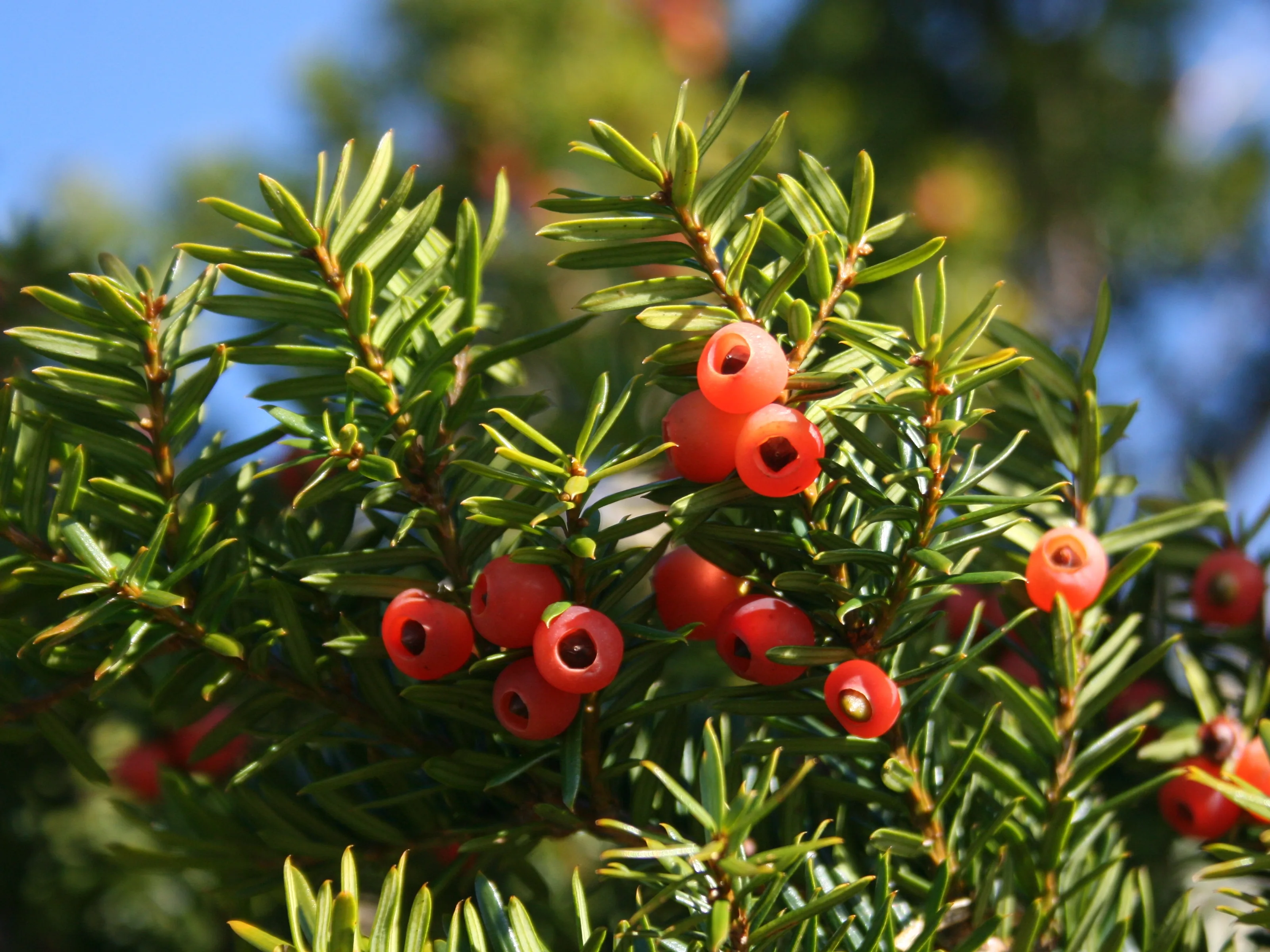 Yew